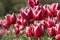 Tulip flowers Tulipa gesneriana.