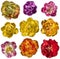 Tulip flowers in yellow, purple and red. Isolated transparent png attached
