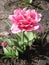 Tulip \'Foxtrot\' (Double Early Tulip)