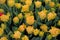 Tulip Foxy Foxtrot, Yellow blush double-flowering tulip