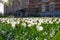 Tulip garden around the Rijksmuseum