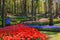 Tulip garden keukenhof in holland