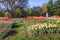 Tulip Garden Netherlands Carillon Arlington Virginia