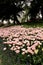 Tulip garden with pink tulips under the tree in a garden in Istanbul Tulip Festival