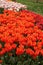 Tulip garden with red and orange tulips under the tree in a garden in Istanbul Tulip Festival