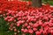 Tulip garden with red and pink tulips under the tree in a garden in Istanbul Tulip Festival