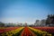 Tulip Garden, Srinagar, India