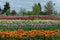 Tulip Gardens