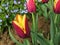 Tulip Gavota in the spring garden in raindrops