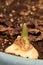 Tulip Green Bud Springs from Soil 01