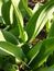 Tulip green leaves bud