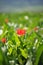 Tulip Greig. Wild tulips in the mountains of Kyrgyzstan. natural landscape