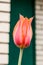 Tulip growing in a garden with cottage on the background