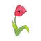 Tulip in hand drawn cartoon style isolated on white background.Spring flower