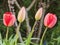 Tulip heads opening blooms in a spring garden.