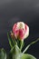Tulip `Ice Cream` As a result of selection flowers