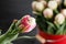 Tulip `Ice Cream` As a result of selection flowers in metal bucket wooden background