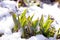 Tulip leaves between melting snow in spring