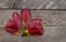 Tulip leaves on a wooden desk