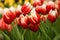 Tulip Leen van der Mark, vivid cardinal-red with yellow edges which mature to brilliant white
