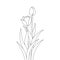 tulip line art flower coloring page design for printing template continuous black stroke