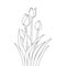 tulip line art flower coloring page design for printing template continuous black stroke