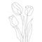 tulip line art flower coloring page design for printing template continuous black stroke