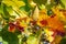 Tulip liriodendron is a beautiful ornamental tree. Tulip liriodendron in autumn. Close-up