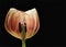 Tulip Look insight orange black backgrund
