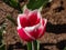 Tulip \\\'Lustige witwe\\\' with strap-shaped leaves blooming with red flowers edged white in sunlight in garden in spring