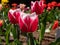 Tulip \\\'Lustige witwe\\\' with strap-shaped leaves blooming with red flowers edged white in sunlight in garden in spring