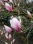 Tulip-Magnolia, Magnolia x soulangeana Lennei, during flowering