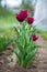 Tulip Merlot - Blooming purple tulips in a rural garden on blurred background