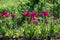 Tulip Merlot - Blooming purple tulips in a rural garden on blurred background