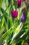 Tulip Merlot - Blooming purple tulips in a rural garden on blurred background