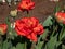 Tulip \\\'Miranda\\\' blooming with red flowers with double rows of flamed vibrant red petals and a delicate lemon