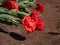 Tulip \\\'Miranda\\\' blooming with red flowers with double rows of flamed vibrant red petals and a delicate lemon