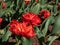 Tulip \\\'Miranda\\\' blooming with vibrantly-colored red flowers with double rows of flamed vibrant red petals