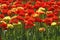 Tulip mixture with yellow and red tulips, Netherlands