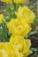 Tulip Mon Amour. Double fringed yellow tulip