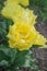 Tulip Mon Amour. Double fringed yellow tulip