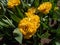 Tulip \\\'Monte carlo\\\' blooming with showy, yellow flowers with double row of bright golden yellow, overlapping, ruffl