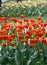 Tulip in the nursery.