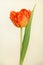 Tulip orange flower Monte Orange sort