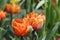 Tulip `Orange Princess`