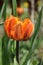 Tulip `Orange Princess`