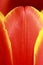 Tulip Petal Close Up