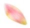 Tulip petal on white background