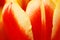 The tulip petals