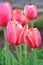 Tulip pink